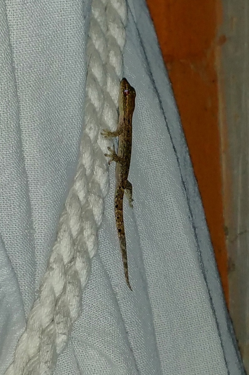 Large 20160203 210026