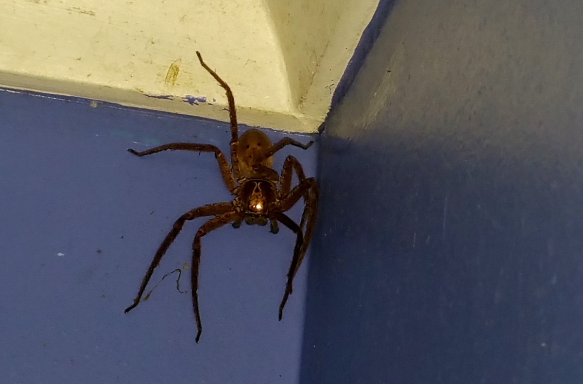 Large 20160531 123925