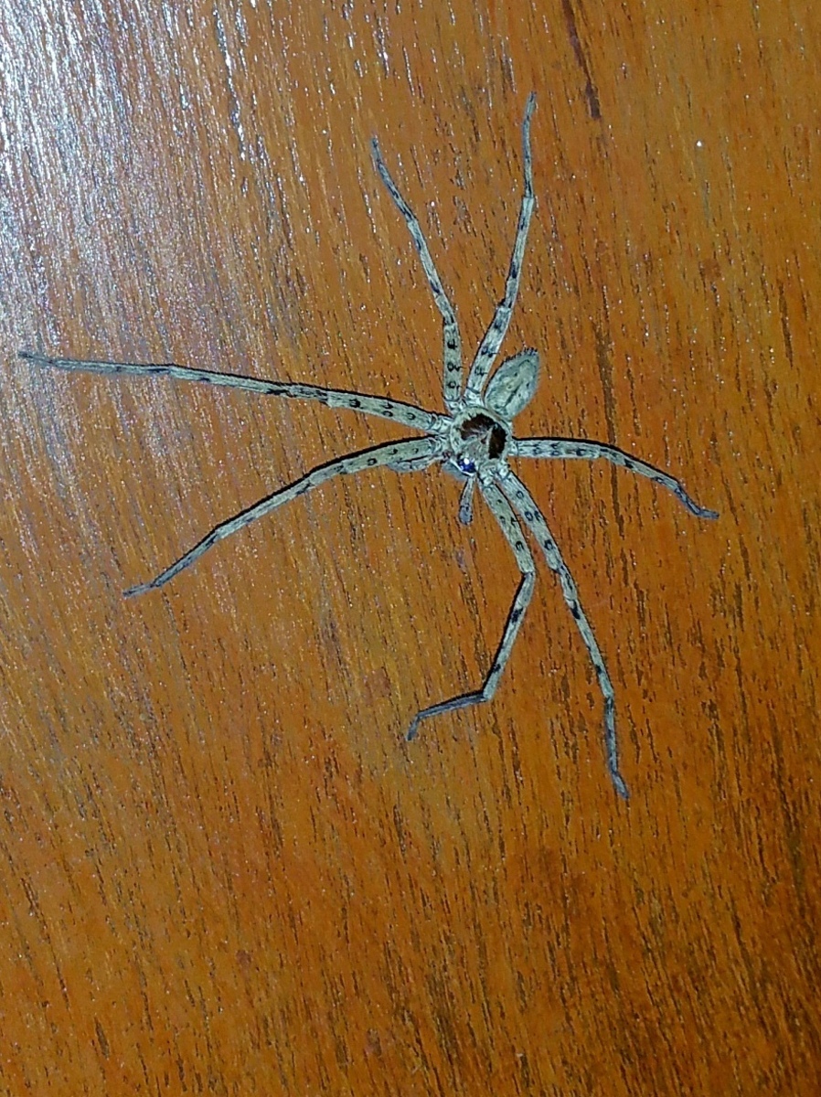 Large 20160712 202341